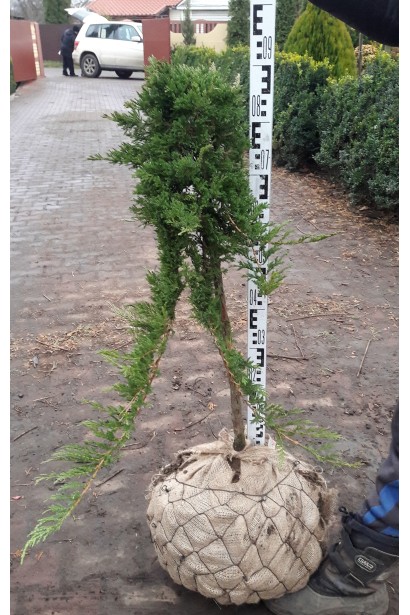 Ялівець звичайний Грін Карпет на штамбі